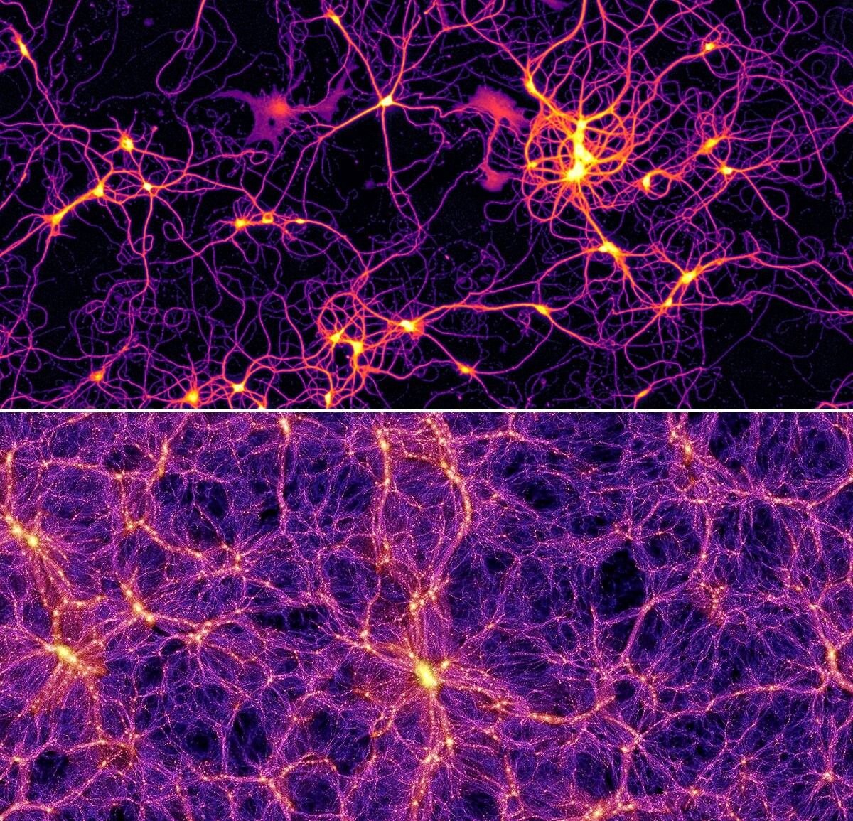 forallcurious's tweet photo. 🚨: Scientists discover possible connection between human brain and cosmos on a quantum scale https://t.co/E5UPO6DjDt