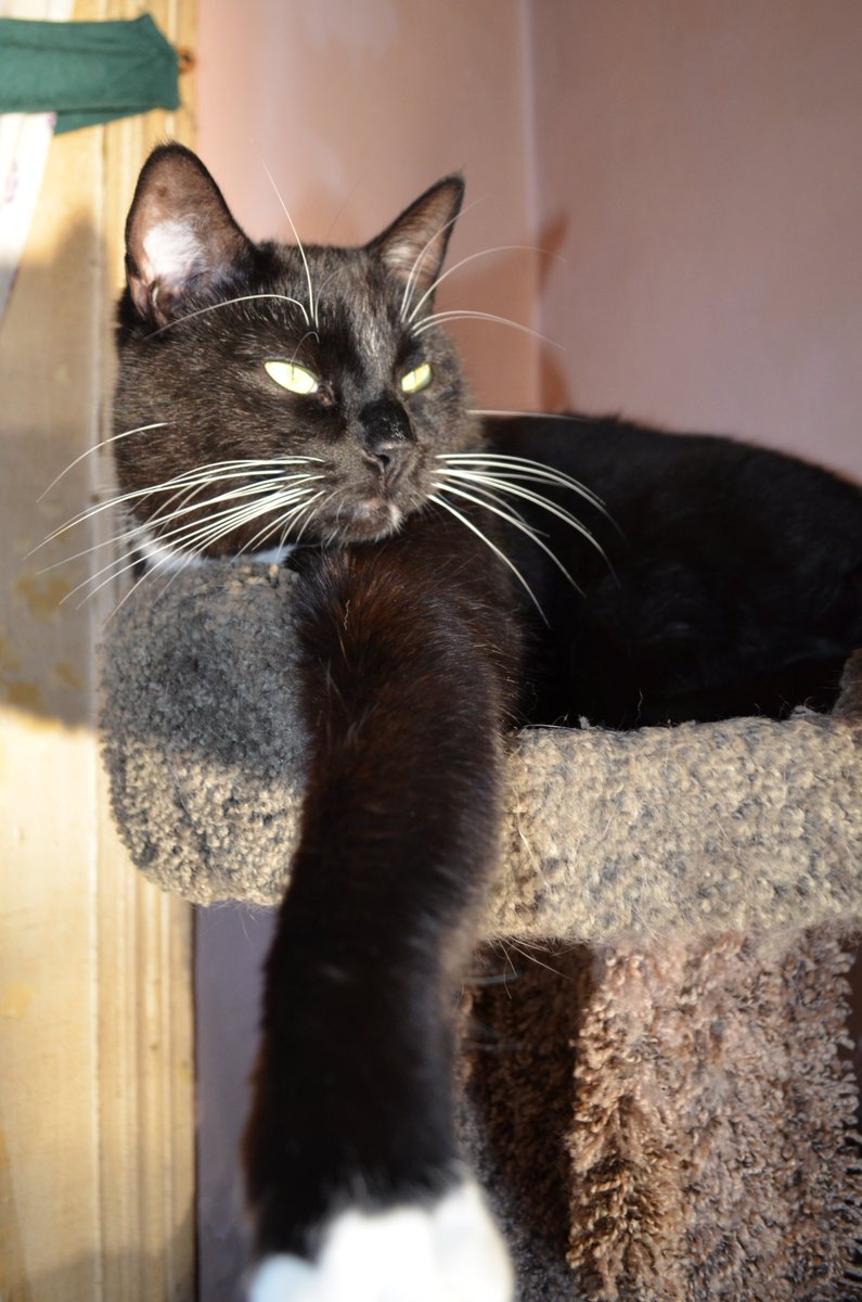 MrWuggums's tweet photo. Today I purr for relaxation, that which rejuvenates, restores and provides balance, enabling us to better flow with the changing currents of the universe.💖✨
purrrr purrrr purrrr purrrr purrrr purrrr purrrr purrrrr
#WuggieLove #ChillTent #XCats #XPups #Anipals #KittyTwitter https://t.co/T8ucGBEqOg