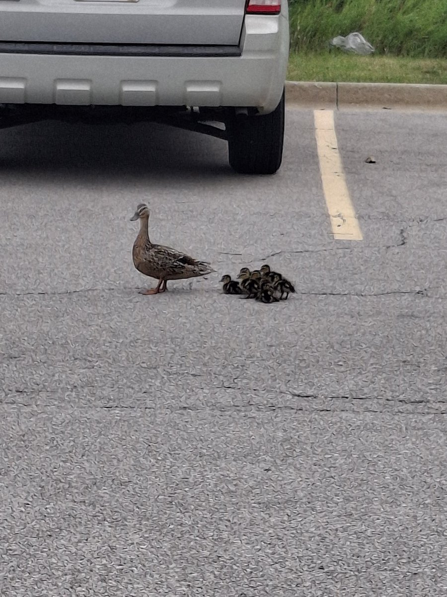 ohbodegacat's tweet photo. let's sit in the parking lot with mama https://t.co/5TDQP4rsYO