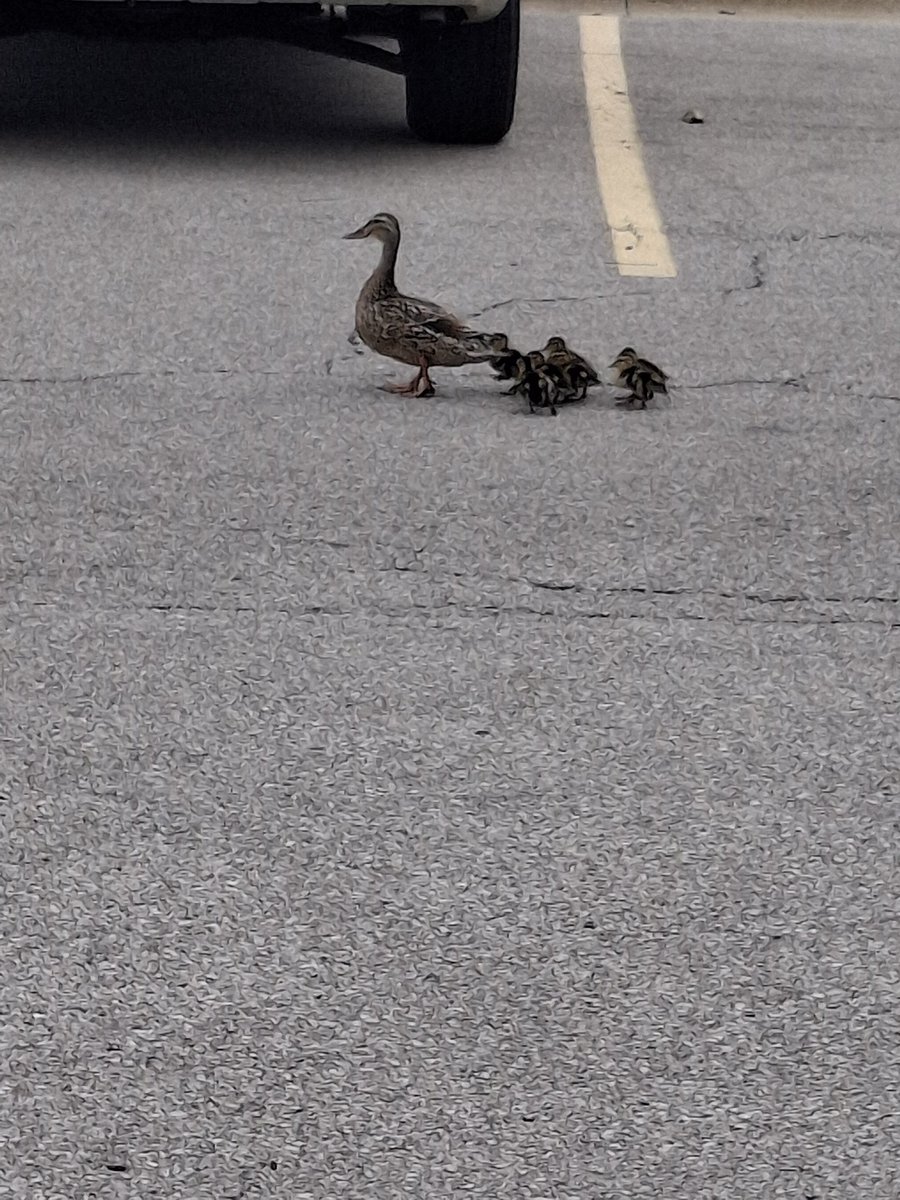 ohbodegacat's tweet photo. let's sit in the parking lot with mama https://t.co/5TDQP4rsYO