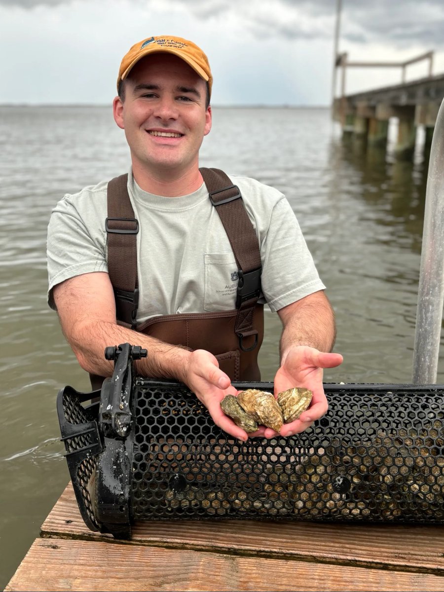 AuburnAg's tweet photo. 🦪 From hatchery to harvest, Auburn students at the Shellfish Lab are getting hands-on experience that’s helping shape the future of Alabama’s oyster industry.

Research, education and industry impact—all in one place.

More from Bham Now: https://t.co/R9kiqKo1mE https://t.co/o1yTjF9Ild