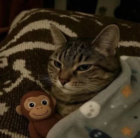 Cats_ooc's tweet photo. He can’t sleep without his monkey 🥺 https://t.co/EMbrmwVwM9