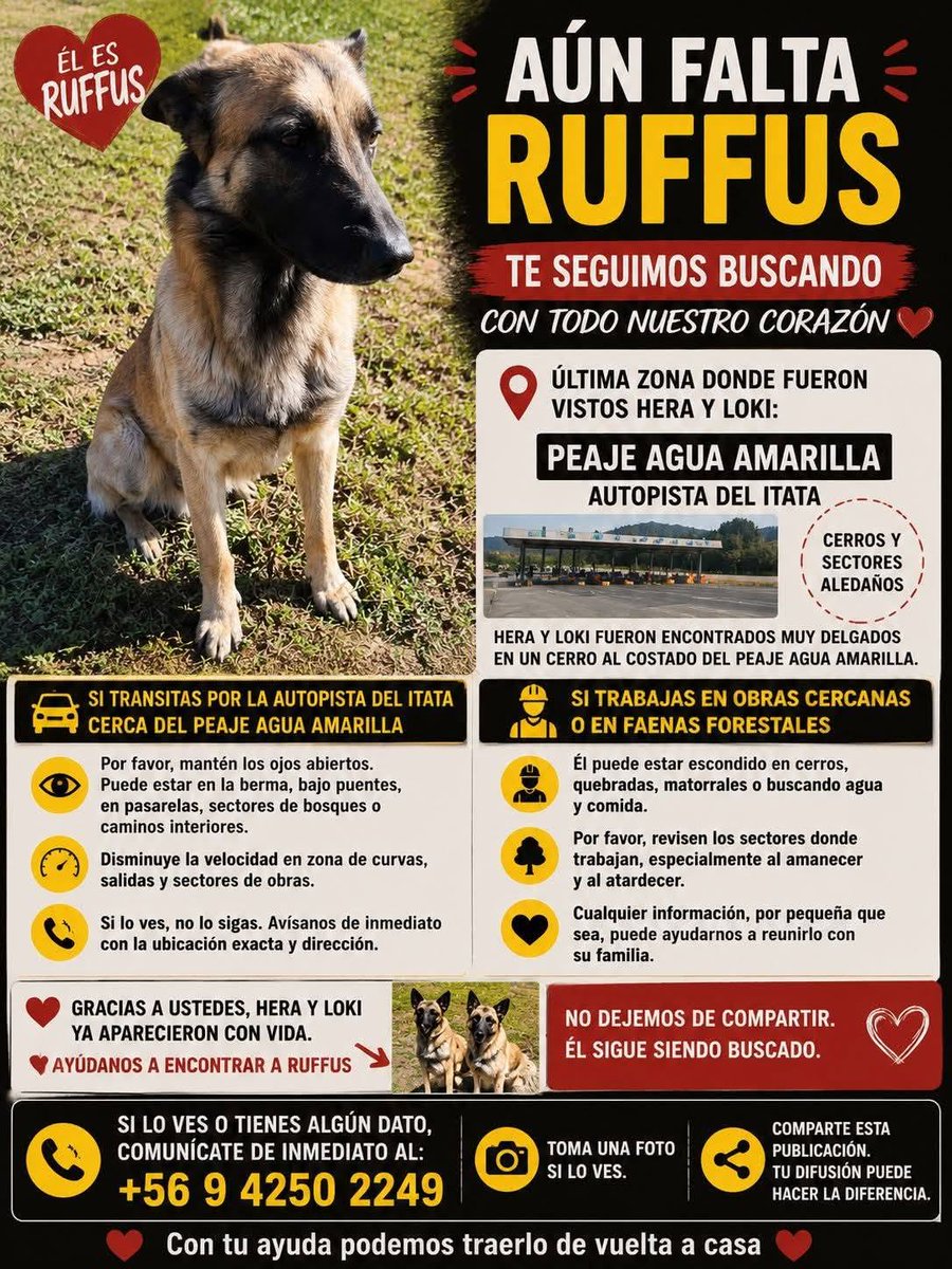 eltuitdemarsh's tweet photo. ¿Ayudamos difundiendo a Ruffus para que se reencuentre con su familia?
#Tomé https://t.co/gF12QCKuTl