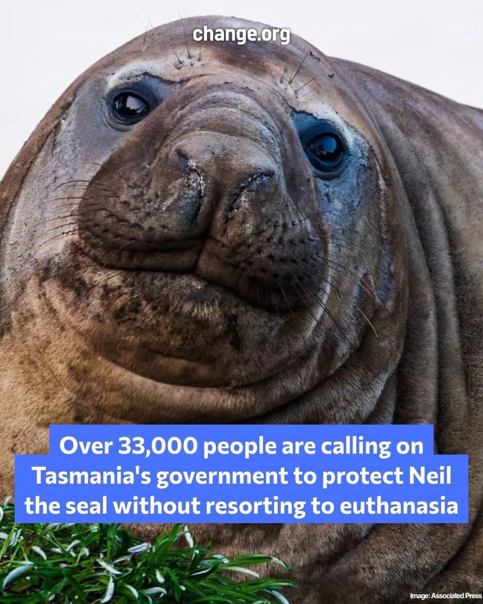 domdyer70's tweet photo. Neil the seal returns to the same stretch of Tasmanian coast every year, causing mischief, creating viral moments on social media, and driving tourism. This year, as Neil’s fans encroach more and more on his space, officials are considering euthanising him to protect humans who may come too close. 

More than 33,000 people have signed Natasha Young’s petition calling on Tasmania's government to commit to a non-lethal management plan instead. If you think Neil should be protected, you can read more and support the petition through the link below. 

https://t.co/zQSD6vxAnr