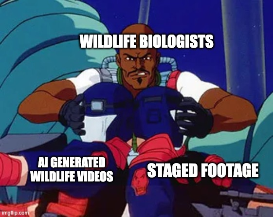 wildlifewire's tweet photo. Sure, AI generated videos of animals doing unrealistic behaviors is awful for SciComm, but at least we've had practice on how to deal with it from decades of staged footage being made for the exact same motivations. https://t.co/KaTFm3boQI