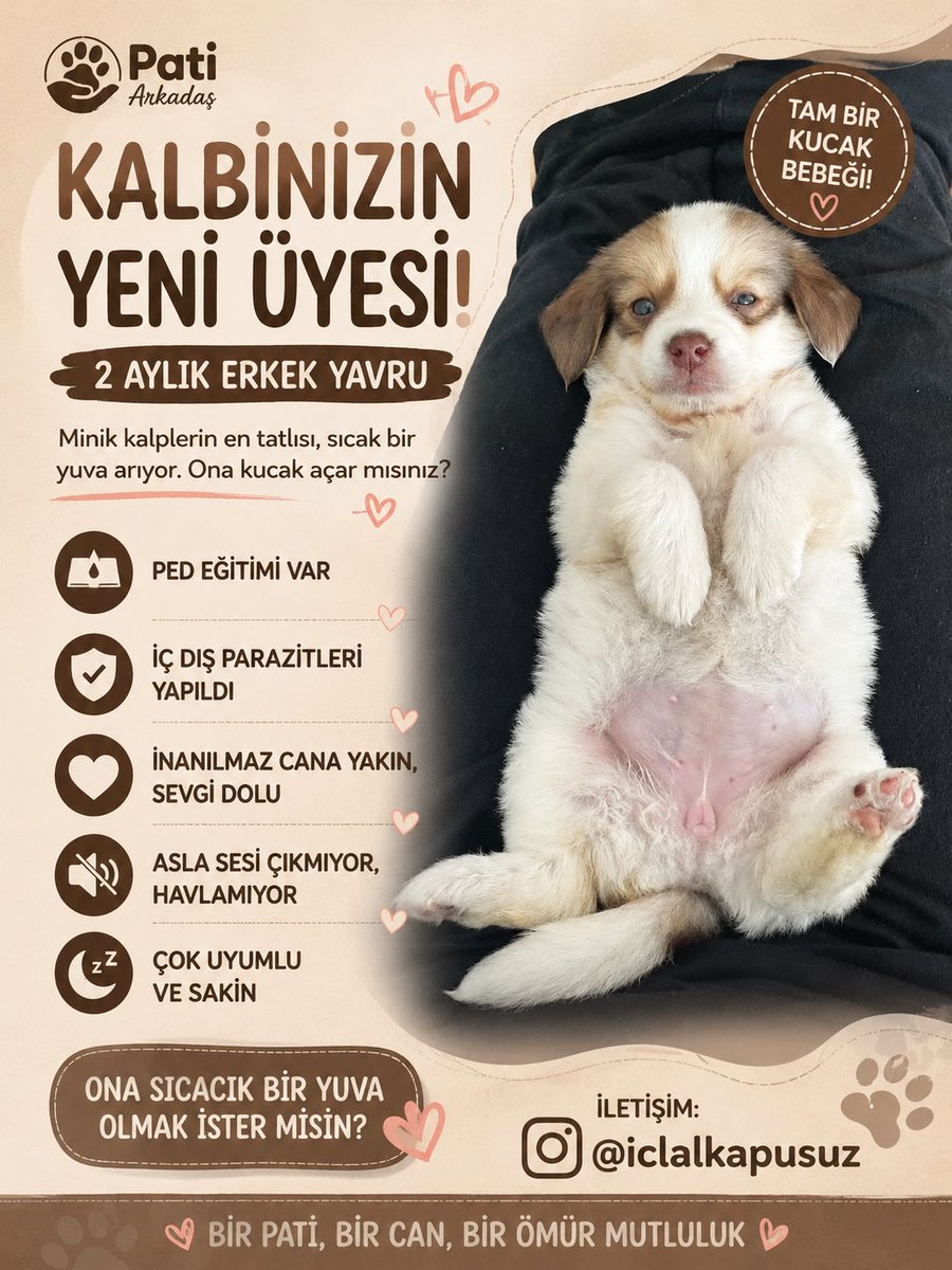 patiarkadas's tweet photo. 2 aylık ped eğitimi var  iç dış parazitleri yapıldı inanılmaz cana yakın tam bir kucak bebeği asla sesi çıkmıyor havlamıyor çok uyumlu

İnstagram @ iclalkapusuz https://t.co/FPFSvKG1PP