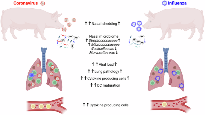 CommsBio's tweet photo. Pathogen-specific immune responses might underlie divergent outcomes of coronavirus and influenza infection in the natural porcine host: Communications Biology, Published online: 30 May 2026; doi:10.1038/s42003-026-10400-yPig natural host model comparing… https://t.co/uXM5xn3cEB https://t.co/8G0moOdxgD