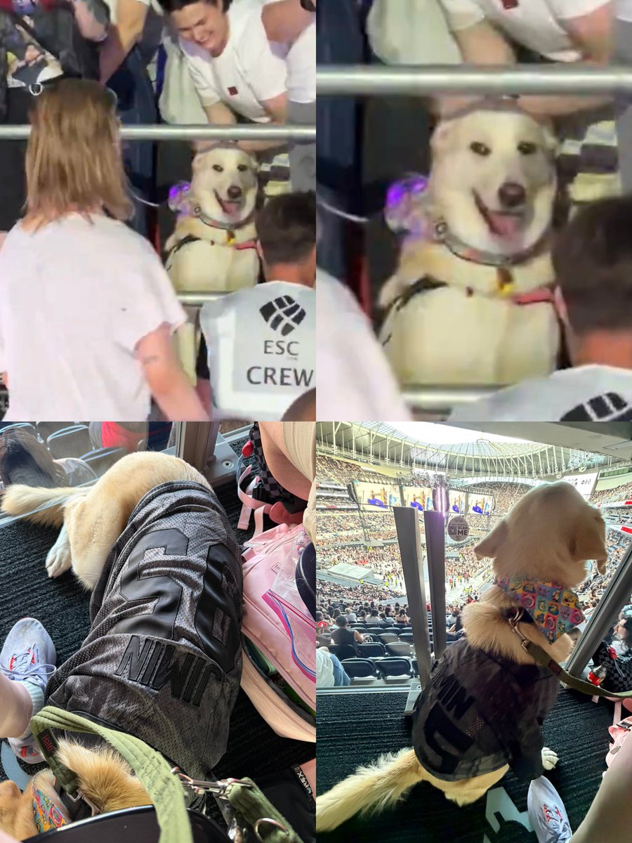 jimin_lil_devil's tweet photo. OMGGG THIS IS SO CUTE 😭😭

The adorable dog jimin met in Brussels is attending today's show in its special Jimin stan merch. 🥹🐶💛 https://t.co/JDOwVwzha7