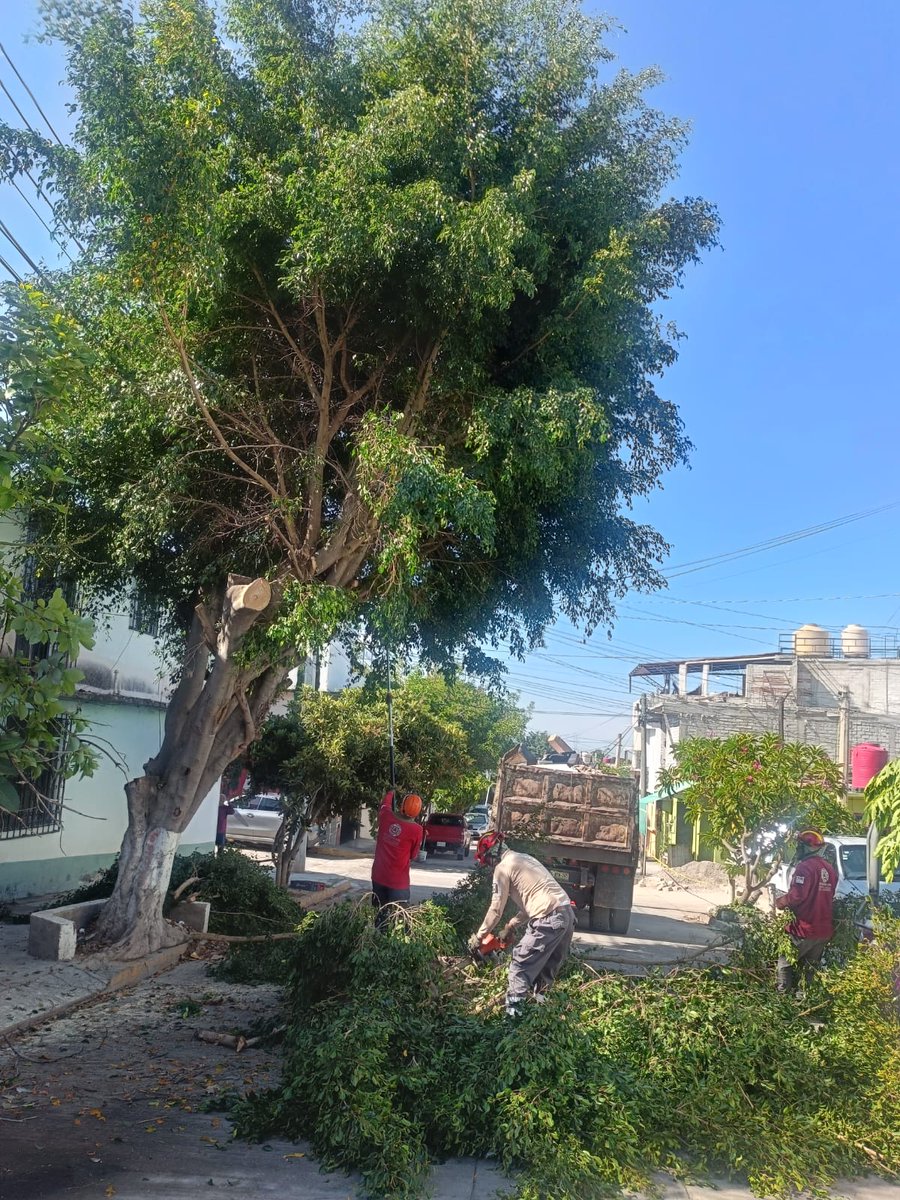 SantaLucia_Ayto's tweet photo. Por instrucción del Presidente Municipal, @JC_GMarquez, personal de Protección Civil Mpal realiza trabajos de poda preventiva de arbolado en la colonia Yalálag, como parte de los compromisos derivados de los recorridos del proyecto municipal “Santa Lucía Segura e Iluminada”. https://t.co/qiqpFdNOwg