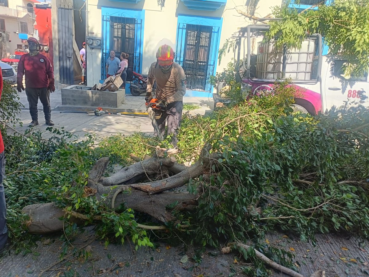 SantaLucia_Ayto's tweet photo. Por instrucción del Presidente Municipal, @JC_GMarquez, personal de Protección Civil Mpal realiza trabajos de poda preventiva de arbolado en la colonia Yalálag, como parte de los compromisos derivados de los recorridos del proyecto municipal “Santa Lucía Segura e Iluminada”. https://t.co/qiqpFdNOwg