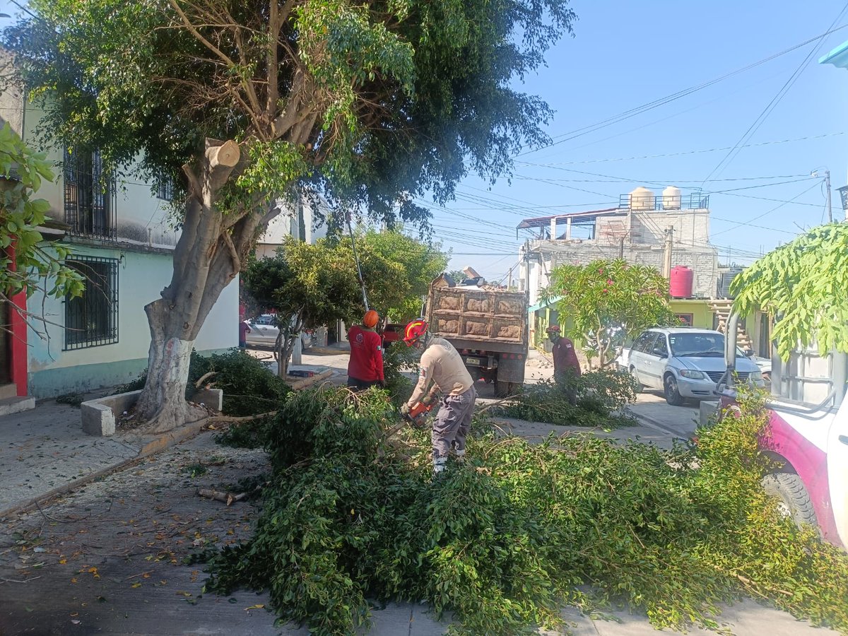 SantaLucia_Ayto's tweet photo. Por instrucción del Presidente Municipal, @JC_GMarquez, personal de Protección Civil Mpal realiza trabajos de poda preventiva de arbolado en la colonia Yalálag, como parte de los compromisos derivados de los recorridos del proyecto municipal “Santa Lucía Segura e Iluminada”. https://t.co/qiqpFdNOwg
