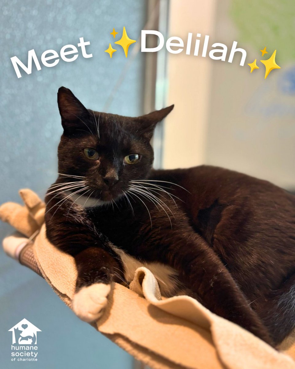 humanecharlotte's tweet photo. Queen Delilah likes to keep things on her terms and is happiest when she can roam freely and be in charge of her space. 👑 She's not a fan of other cats, so she's looking for a home where she can be your one and only. https://t.co/rJXpgtTJWQ