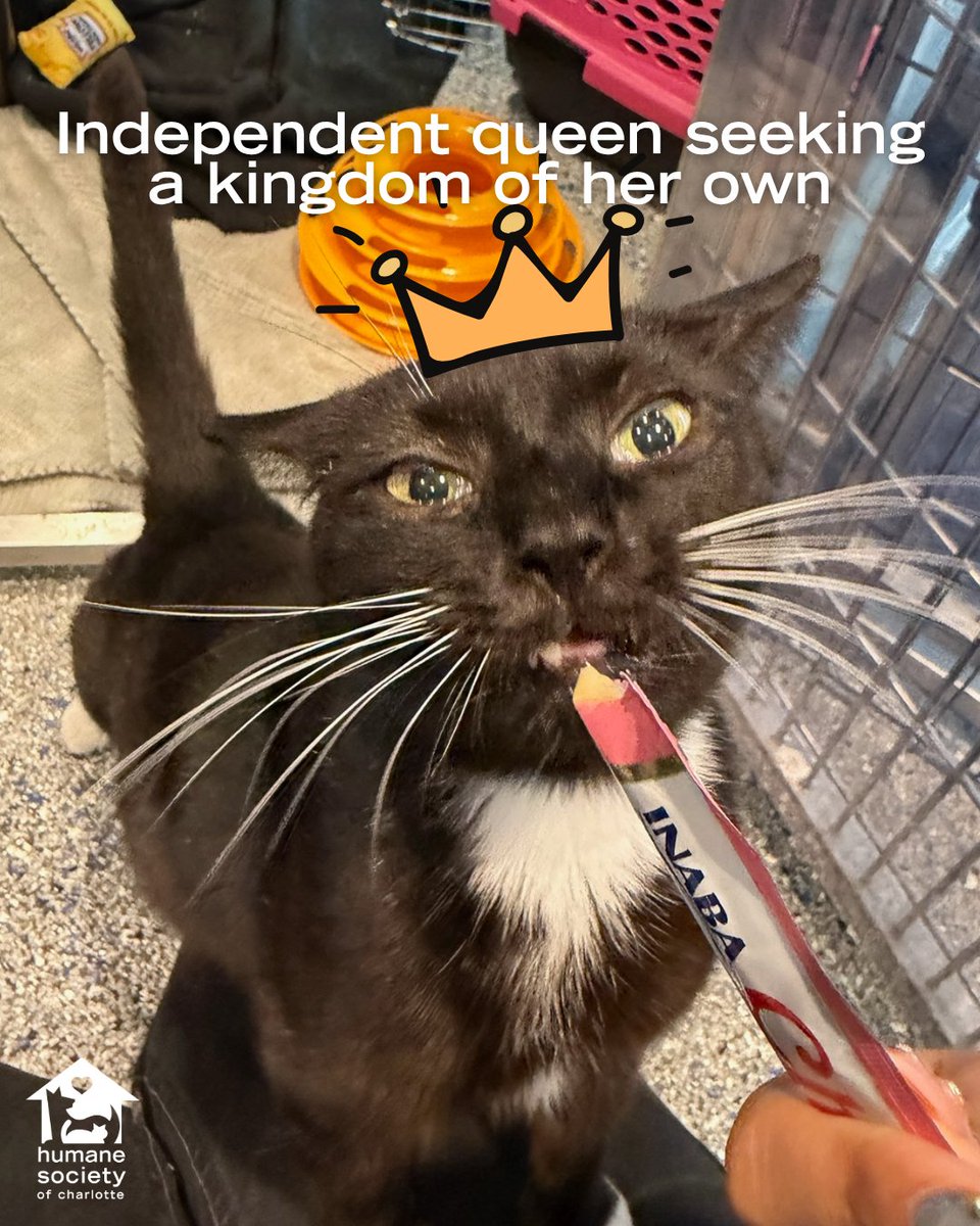humanecharlotte's tweet photo. Queen Delilah likes to keep things on her terms and is happiest when she can roam freely and be in charge of her space. 👑 She's not a fan of other cats, so she's looking for a home where she can be your one and only. https://t.co/rJXpgtTJWQ