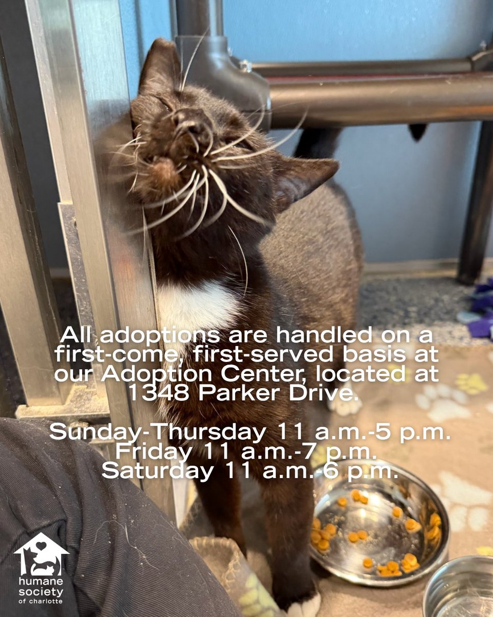 humanecharlotte's tweet photo. Queen Delilah likes to keep things on her terms and is happiest when she can roam freely and be in charge of her space. 👑 She's not a fan of other cats, so she's looking for a home where she can be your one and only. https://t.co/rJXpgtTJWQ