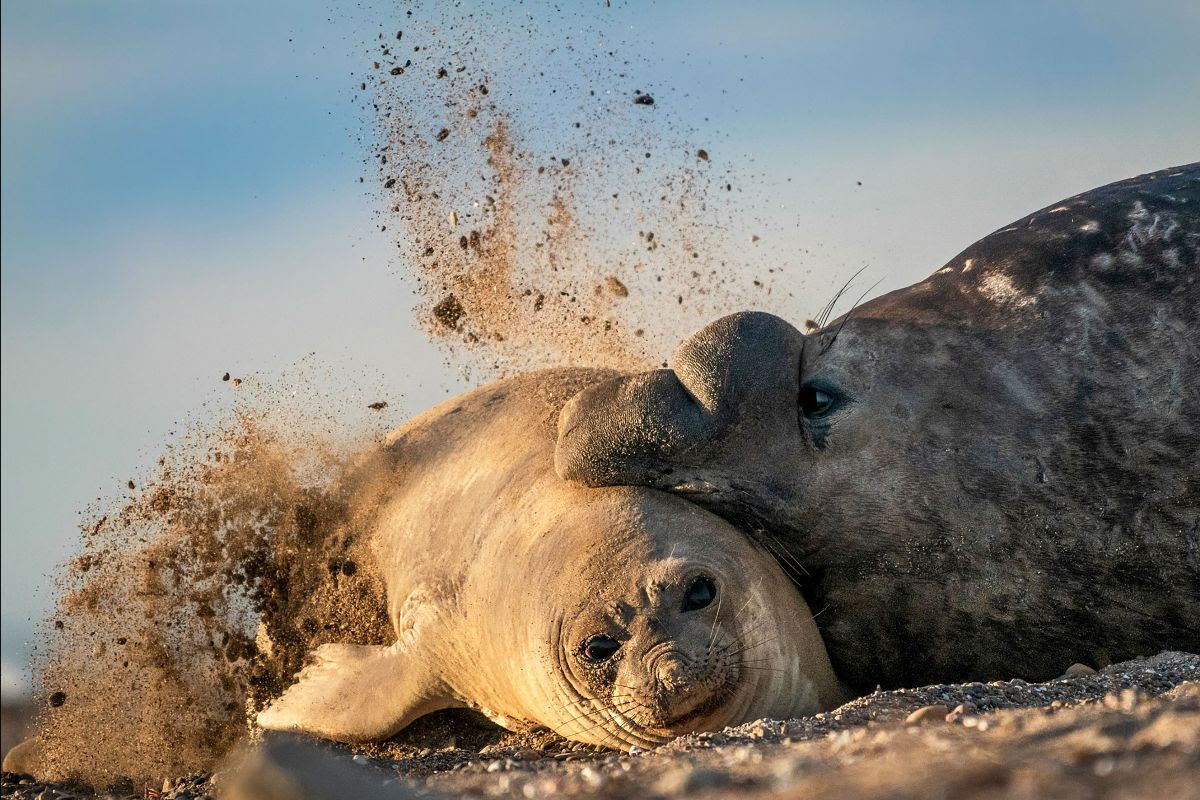 NoticiasPmy's tweet photo. #PuertoMadryn #PenínsulaValdés #Conservación #Sociedad

Especialistas de WCS Argentina informó que los elefantes marinos de Península Valdés fueron categorizados como especie vulnerable
@wcsargentina 

https://t.co/4NaY0luU6d https://t.co/4jYXXEaqoB