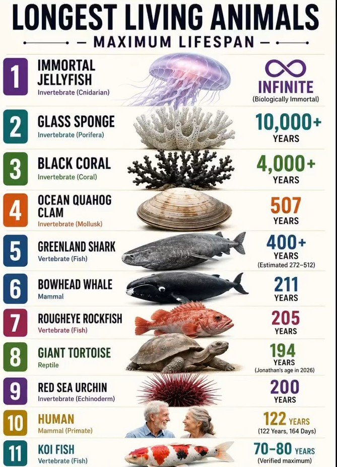 Geosophyy's tweet photo. Longest Living Animal https://t.co/agXv8wHhcW