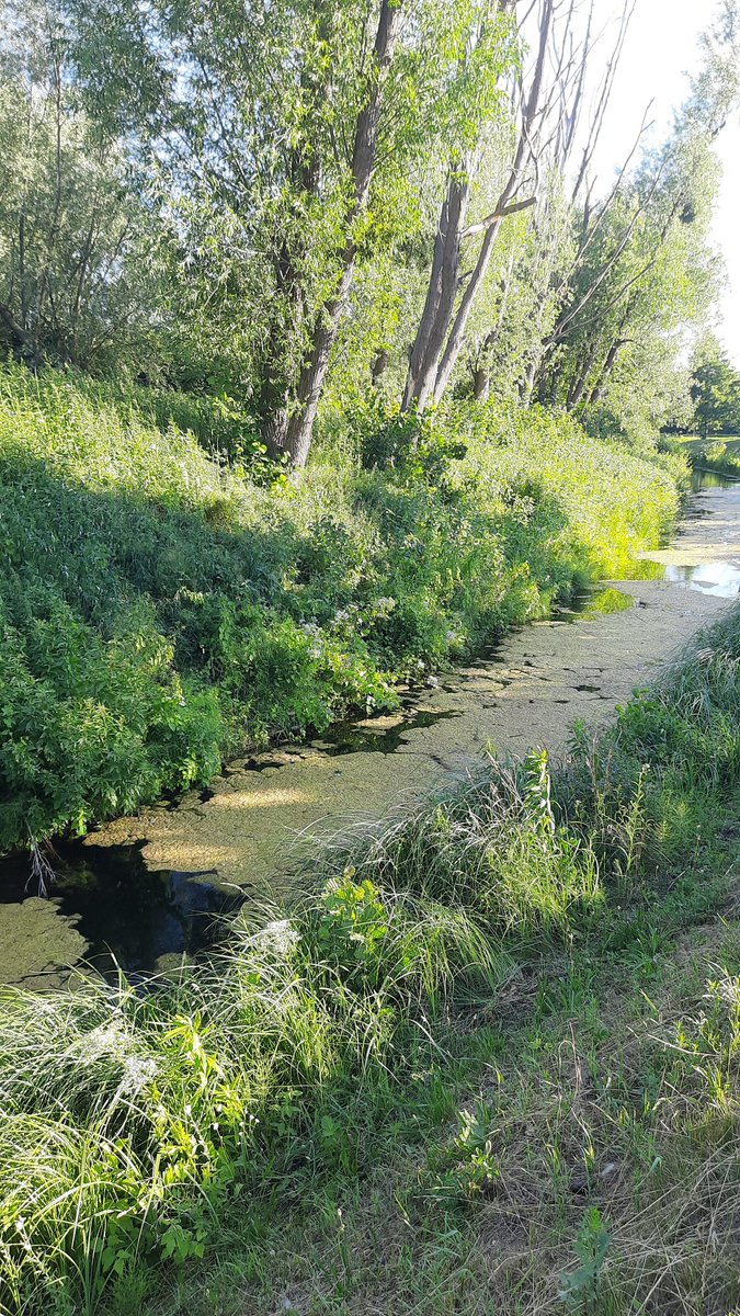 cykada's tweet photo. @wisniewska_nat Mamy wodę w mieście.  Czy tam miasto nad wodą. https://t.co/RdeKlatzuY