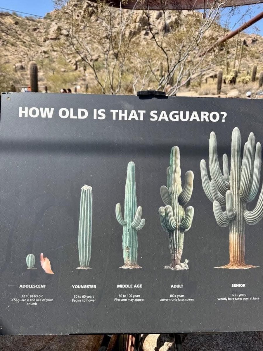 equine__dentist's tweet photo. adolescent saguaro 🌵👍 https://t.co/9nvrgtVerk