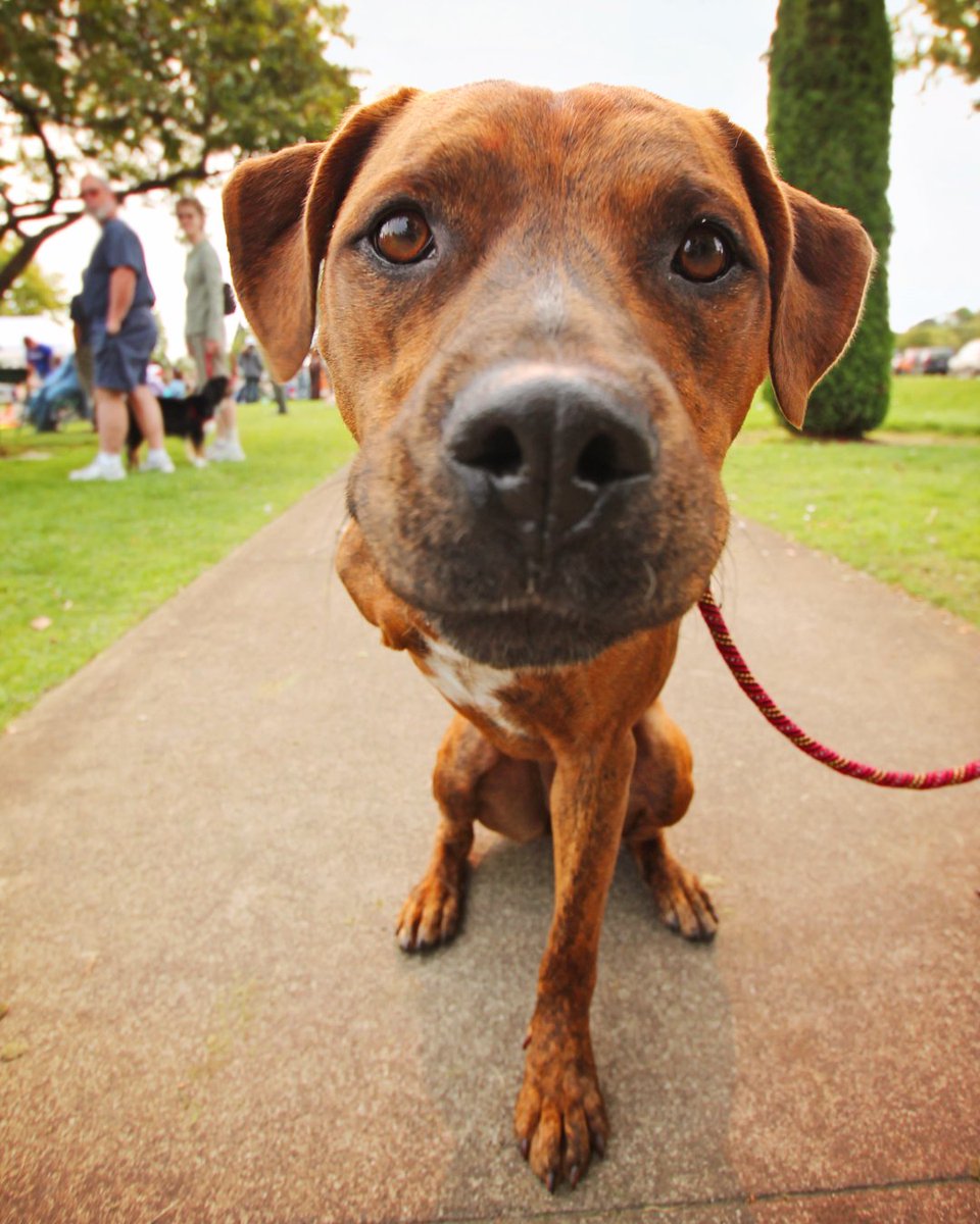 ASPCA Pet Insurance tweet media