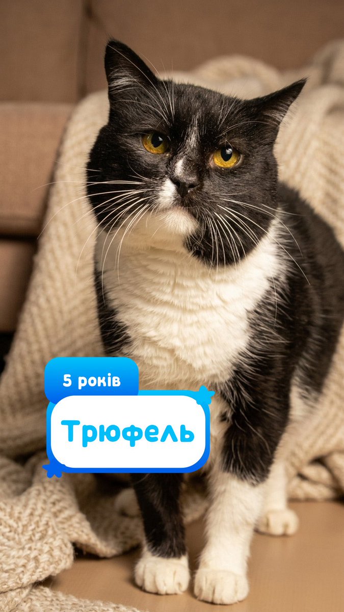 Avonato's tweet photo. Особливі🤍

Ці котики хворіють на імунодефіцит та мають їсти виключно лікувальний корм❤️‍🩹

Трюфель також має діабет і потребує особливого догляду🥺 https://t.co/sp4Pd0Q0no