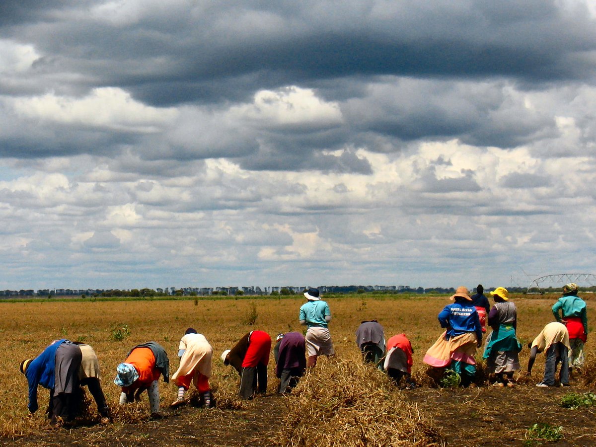 gsafarmerdev's tweet photo. Food security starts where food is produced.
Grain SA is participating in the SAHRC’s National Investigative Hearing into South Africa’s food systems this week, contributing a producer-focused perspective on food security, affordability and resilient production.
#GrainSA #FoodSecurity #SAHRC
@DOAgov_ZA
