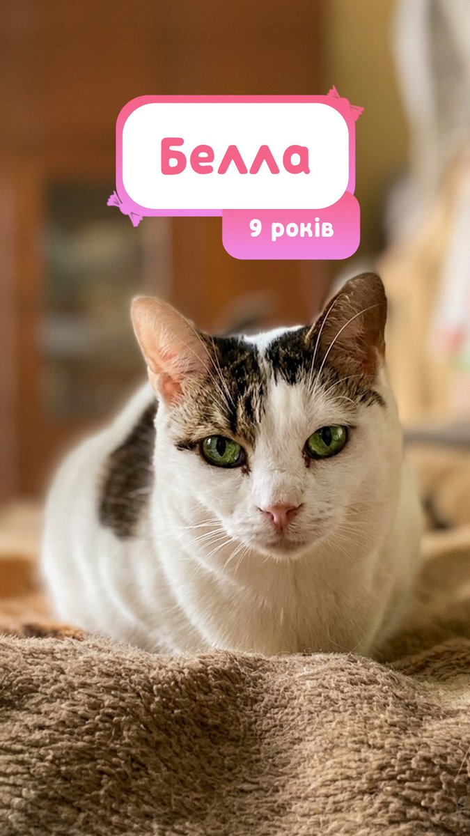 Avonato's tweet photo. Старенькі💟

Можливо хтось захоче взяти котика на доживання. Звучить не дуже, проте ці знедолені були б раді пожити навіть всього декілька років в люблячій родині❤️‍🩹

Тим більше вдома вони мають шанс продити на пару років довше, ніж у притулку https://t.co/2FcQwEb6tc