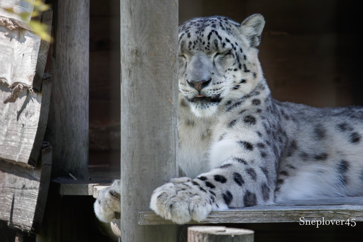 sneplover45's tweet photo. I finished work early today so I got to see Mr. Joep, who was particularly sleepy this time!

#Snowleopard #Joep #DierenparkHoenderdaell https://t.co/HshkatgPfA