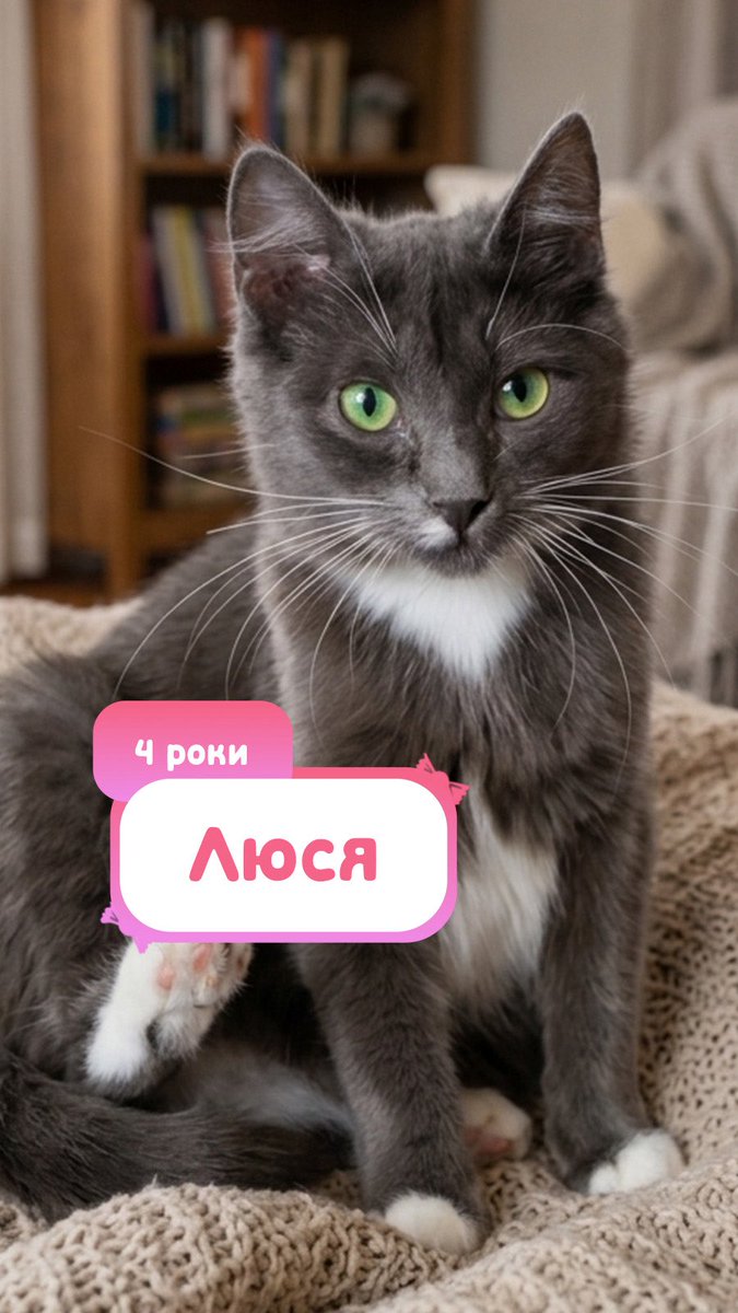 Avonato's tweet photo. Не соціалізовані або в процесі приручення🥺

Цим котикам потрібна терпляча людина. Вони не вміють довіряти, шиплять, тікають.

Проте це не значить, що через важке минуле вони не мають шансу попасти в люблячий дім🙏
Тим паче в них ціле життя попереду!! https://t.co/ggHPL6vGtQ