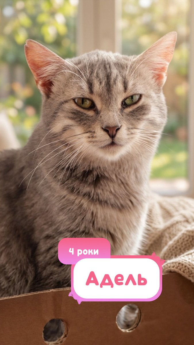 Avonato's tweet photo. Не соціалізовані або в процесі приручення🥺

Цим котикам потрібна терпляча людина. Вони не вміють довіряти, шиплять, тікають.

Проте це не значить, що через важке минуле вони не мають шансу попасти в люблячий дім🙏
Тим паче в них ціле життя попереду!! https://t.co/ggHPL6vGtQ