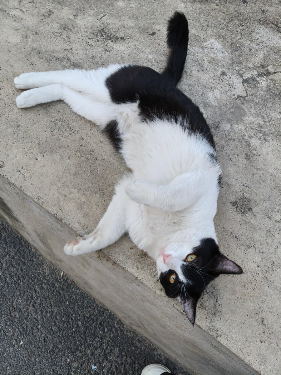 junqiyjm's tweet photo. 路上で偶然小さな猫に出会いました。子猫はすべての不機嫌を癒してくれます。
#台北の日常 https://t.co/6Is6eiUbXE