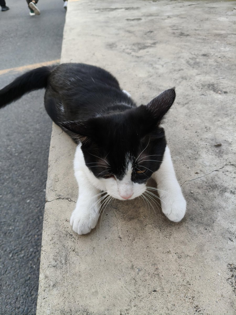 junqiyjm's tweet photo. 路上で偶然小さな猫に出会いました。子猫はすべての不機嫌を癒してくれます。
#台北の日常 https://t.co/6Is6eiUbXE