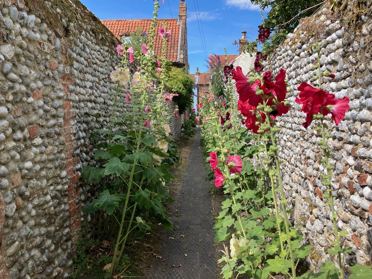 mazerscamp's tweet photo. A visit to Cley, Norfolk today and a walk down on of my favourite footpaths, there were hollyhocks everywhere #SmallBeautiesHour https://t.co/zZYcDBFPvY