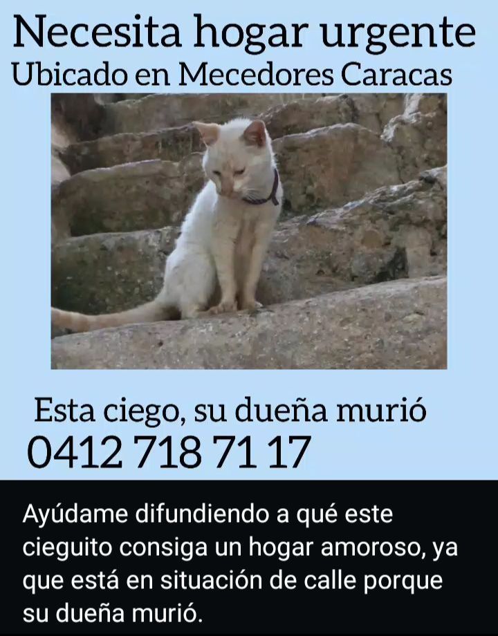 apoyocanino's tweet photo. Este gatito no es víctima del terremoto, pero también es víctima de una terrible injusticia de la vida.

Si pueden darle hogar temporal o definitivo dejamos la publicación de Este casi de terceros. https://t.co/31MSgIvPGF