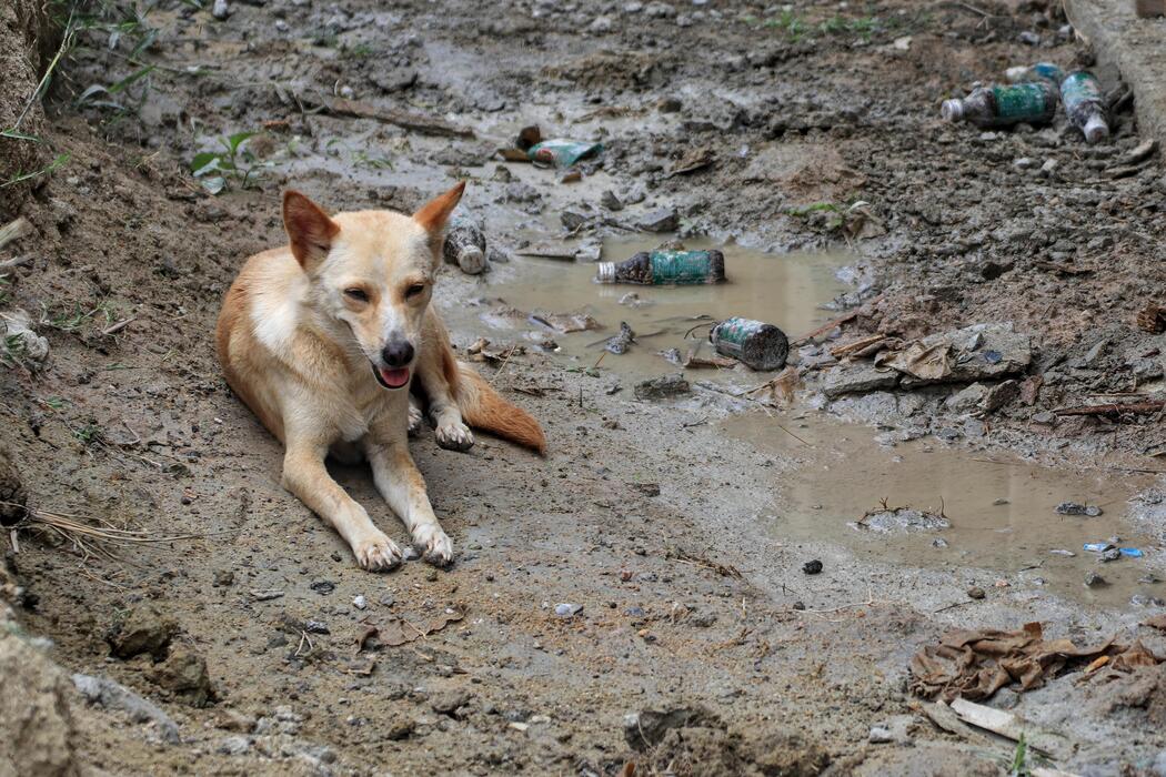 AntonioAcuaPani's tweet photo. El abandono deliberado de un perro en lugares desolados es un acto de crueldad imperdonable. https://t.co/y7xpInYbKF