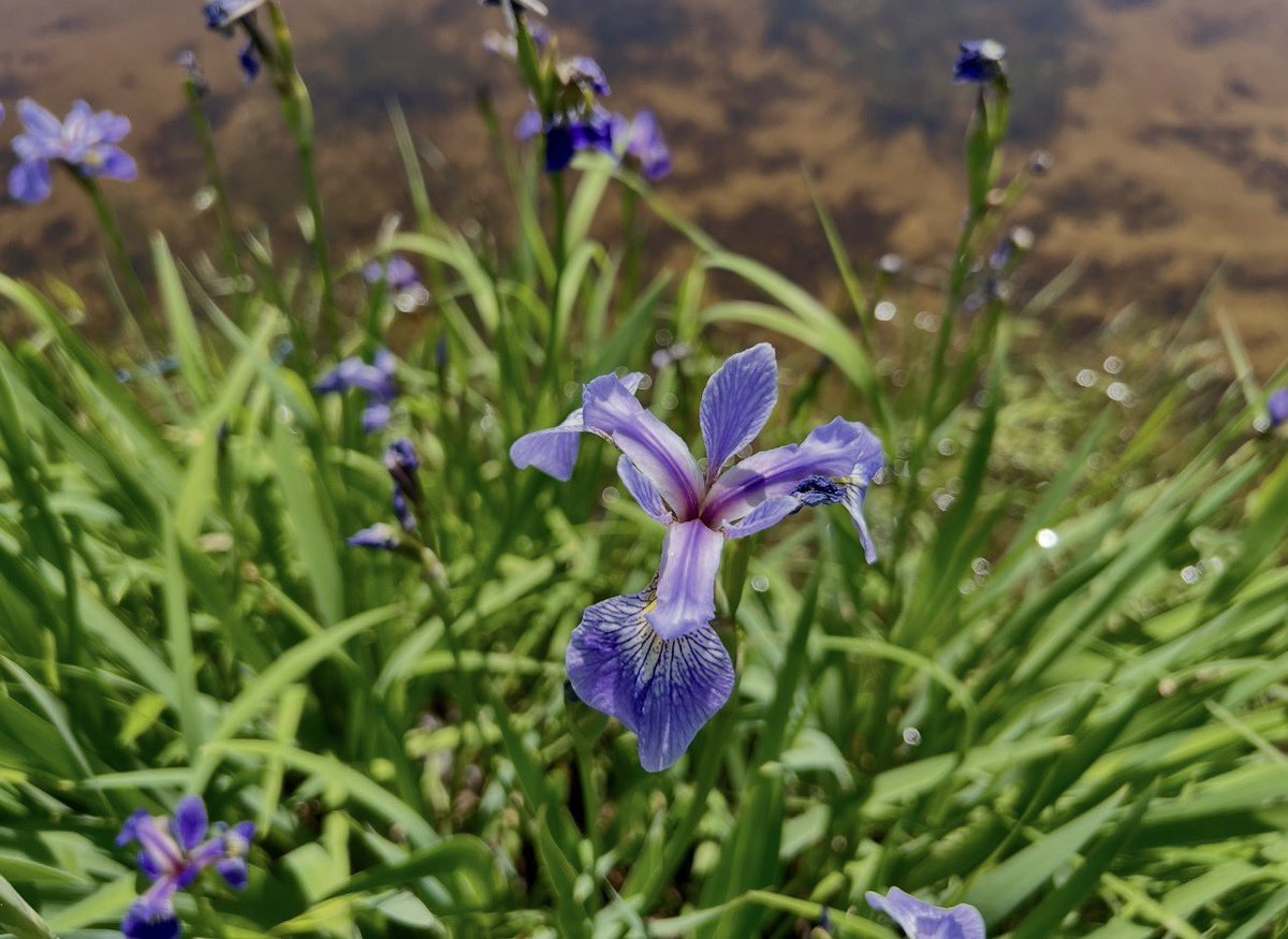 gotthecreamer's tweet photo. The Great White North 🍁 Where flowers do grow in the water, Canadian killer chickens are plentiful, and it’s still hot af!! 🔥🤣 #Canada #Japaneswateriris 🌸 #Canadagoose 🪿 https://t.co/p2gdcpowhU