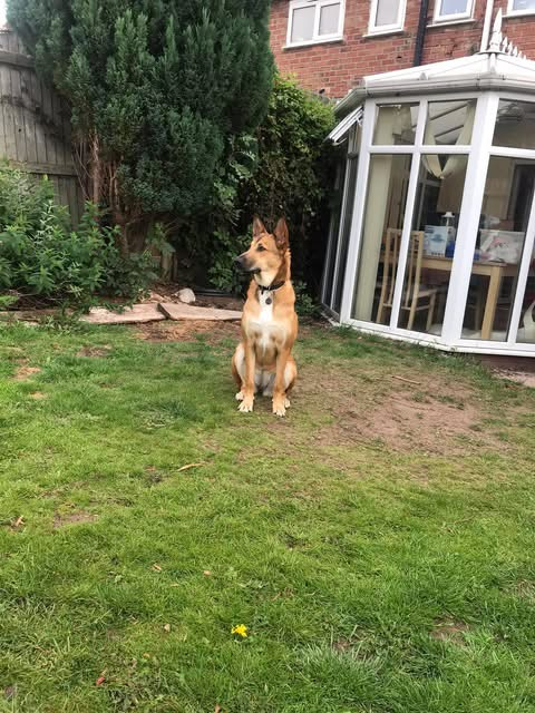 millypod1's tweet photo. LUNA HOME SAFE. THANKS FOR RT's πππΎ
π2 JULY 2026 #Lost Luna #ScanMe
German Shepherd Dog Female
Spotted on Pickmere Lane and Park Lane in Pickmere at approximately 3:45pm
Wincham Brook #Pickmere #WA16 #Knutsford #Cheshire https://t.co/BHNsZ1BAY1 https://t.co/pGKY1j2U89