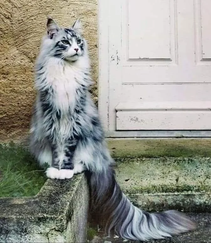 WinterFraust's tweet photo. @amicyberspace Not mine, but one day I want a Maine Coon or a Norwegian Forest Cat. Majestic and fluffy. https://t.co/0YXbLLJ5hD