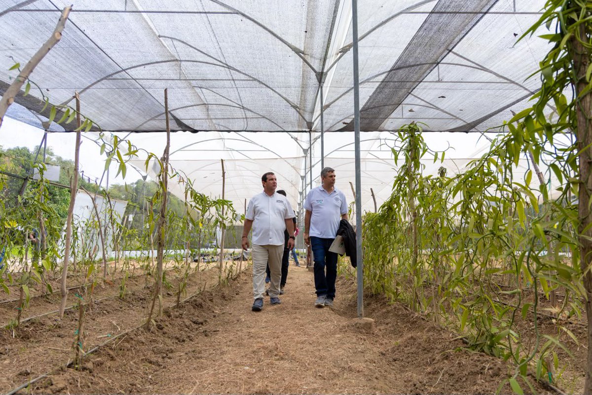 Leoorlandoa's tweet photo. Fortalecemos el futuro productivo de Manabí con la investigación, la innovación y el trabajo conjunto con la academia. 

Realizamos un intercambio de experiencias entre las parcelas de vainilla tahitensis de la Universidad Técnica de Manabí y el INIAP, donde conocimos los avances de las investigaciones que impulsan el desarrollo de este cultivo con alto potencial para nuestra provincia.

Además, los resultados obtenidos por la UTM forman parte de tesis estudiantiles, fortaleciendo la generación de conocimiento y promoviendo soluciones innovadoras para el sector agroproductivo.

Seguimos articulando esfuerzos entre la academia, la investigación y los productores para impulsar una agricultura más sostenible, competitiva y con mayor valor agregado para Manabí.