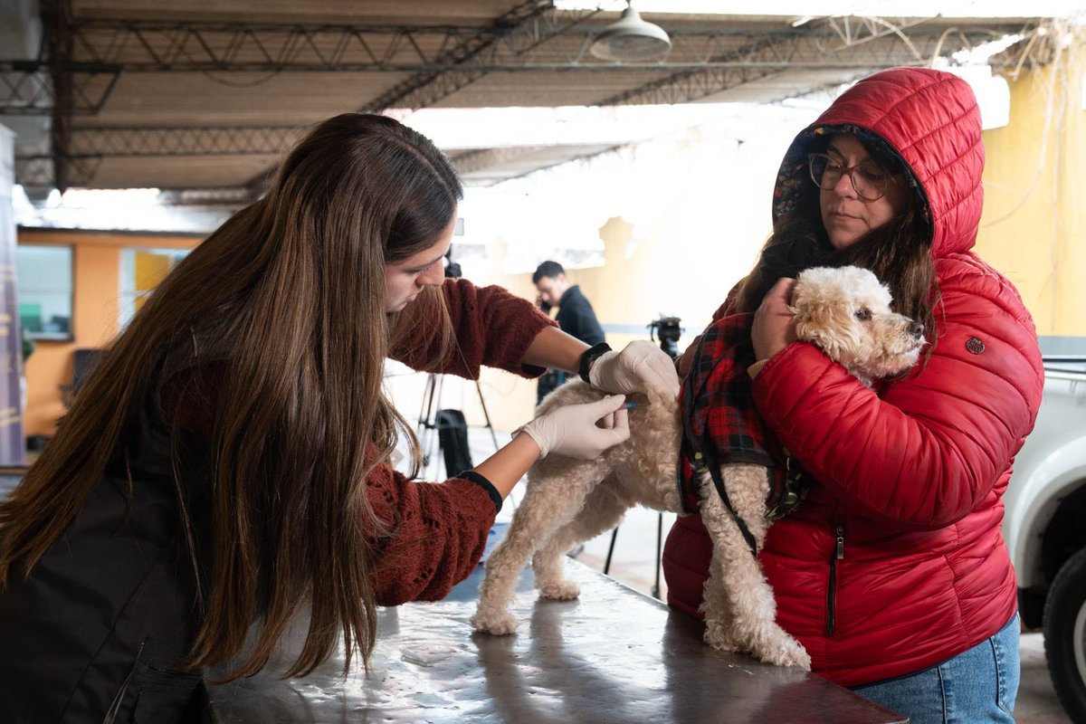 MSPUruguay's tweet photo. 🚨ESTA SEMANA 👇

Vacunación gratuita contra la rabia para gatos y perros mayores de 3 meses
🐶🐱

🗓️Lunes 06 a Viernes 10 de julio
🕣09:00 a 15:00 h
📍Bv. España 2673 esq. Luis de la Torre

06/07 Día Mundial de la Zoonosis https://t.co/VXS6JDtzLl