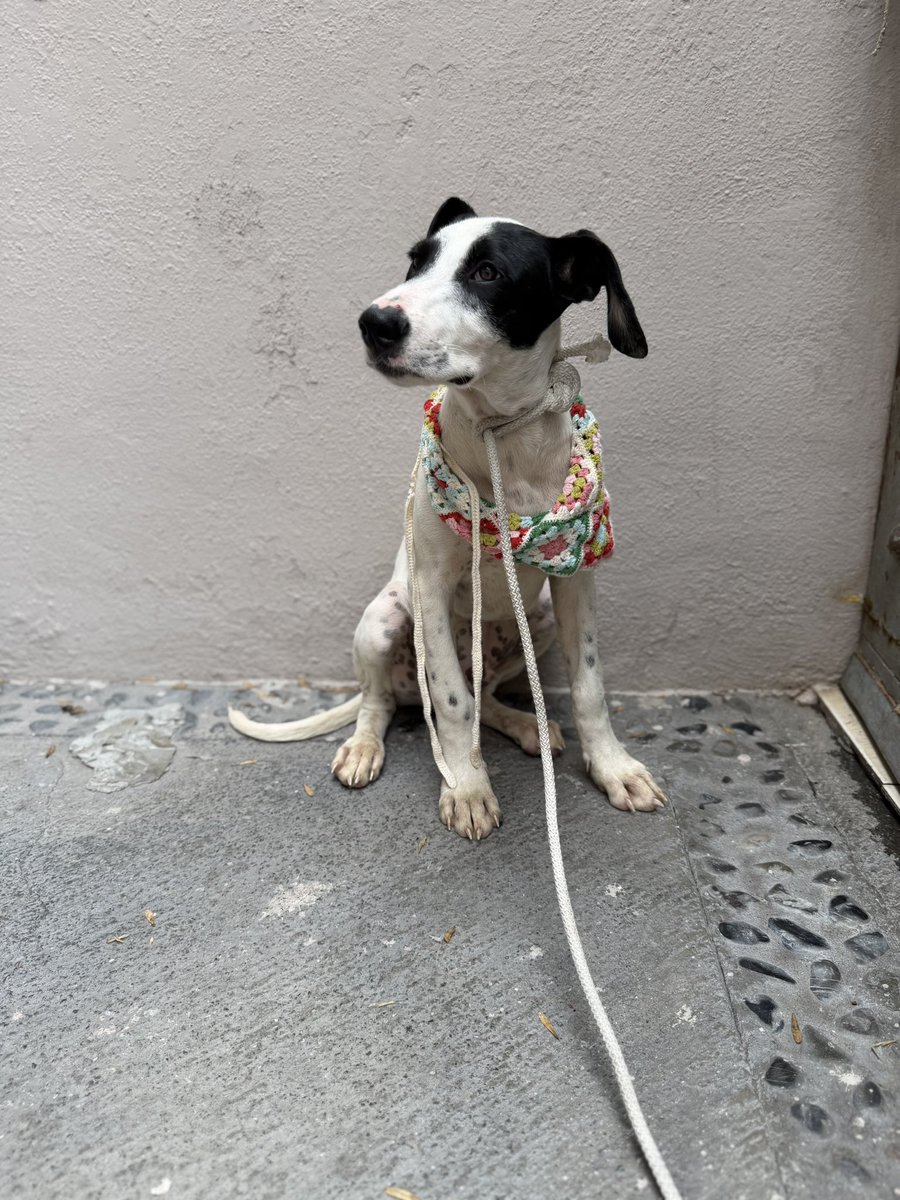 Alina_Gag's tweet photo. Razones para adoptar a Lorenzo 🩷:

1. Es muy noble y expresivo. Le encanta traerte juguetes para que juegues con él y es muy cariñoso con todos. Ahora que se adoptaron sus hermanos se quedó solito y triste. 

2. Su mamá es pastora australiana así que es muy inteligente https://t.co/qT25mSIWt1