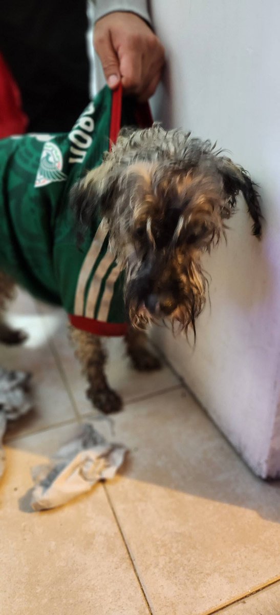 NP_ideaa's tweet photo. #BuscamosASuFamilia 🐶🇲🇽
Después del México vs Inglaterra, “Bombón” terminó solita en la calle 💔
Fue encontrada en #CDMX, entre Sur 24 de Agrícola Oriental y la calle 249 B 📍
No trae collar, pero sí una pista clave:
👕 playerita de la selección mexicana con el número 7 y su nombre
Todo indica que se perdió en medio de la emoción del partido 😞
Ayudemos a que este lomito regrese a casa 🏡🐾
📢 Comparte
La manada siempre se encuentra 💚

#LomitoSOS