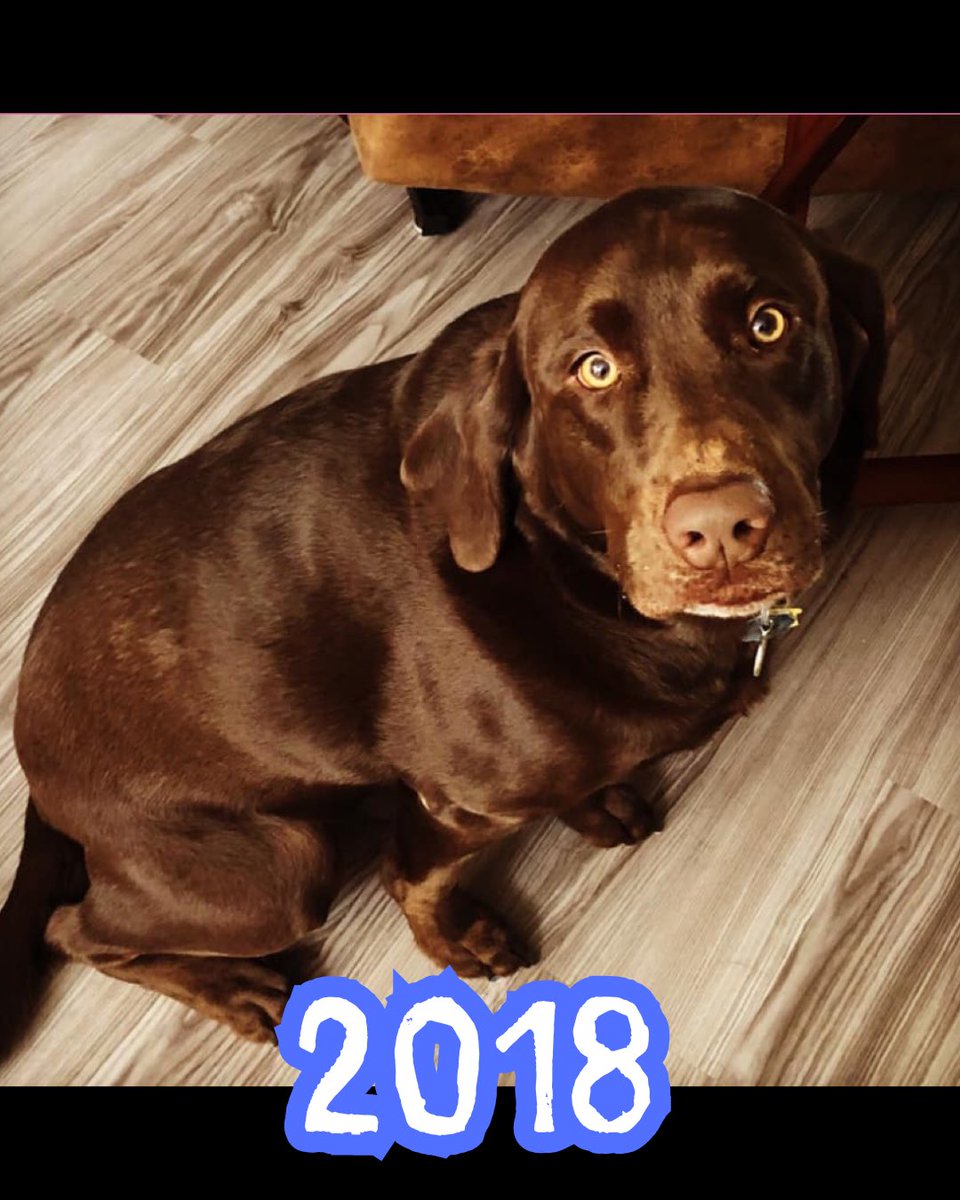 sunnystrongals's tweet photo. 10 years of Baloo Bear! We’re getting grey these days but he’s still as goofy and loving as ever 🥰 

#baloobear #chocolatelab #servicedogdropout #goodestboy #birthdaypup https://t.co/ZAe5P0VUNs