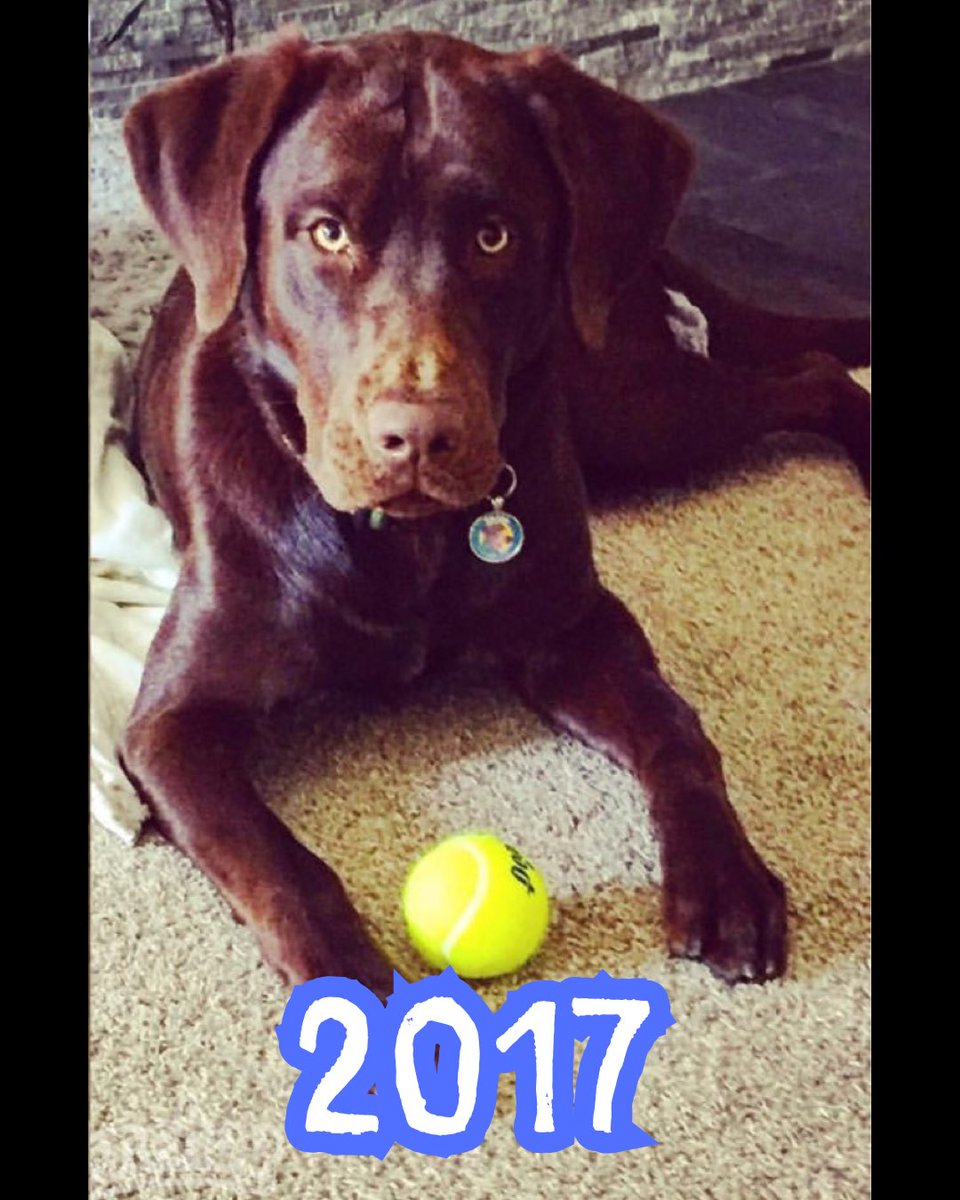 sunnystrongals's tweet photo. 10 years of Baloo Bear! We’re getting grey these days but he’s still as goofy and loving as ever 🥰 

#baloobear #chocolatelab #servicedogdropout #goodestboy #birthdaypup https://t.co/ZAe5P0VUNs