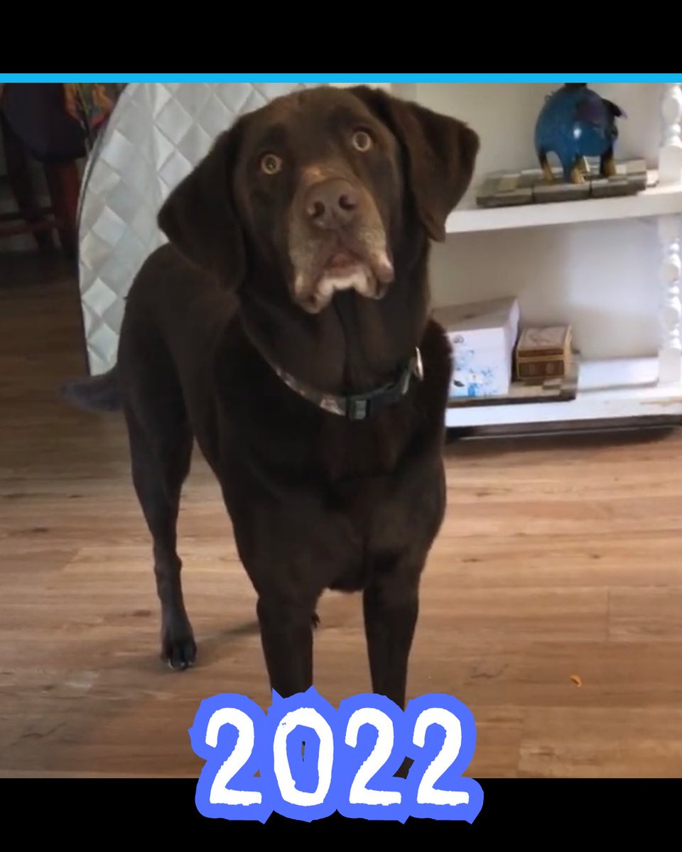 sunnystrongals's tweet photo. 10 years of Baloo Bear! We’re getting grey these days but he’s still as goofy and loving as ever 🥰 

#baloobear #chocolatelab #servicedogdropout #goodestboy #birthdaypup https://t.co/mkRYM1QFS0