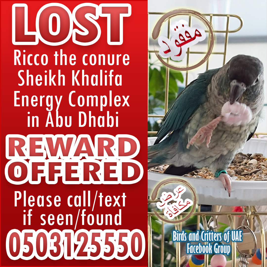 BirdsofUAE's tweet photo. #lostandfoundparrots #lostandfoundparrotsinuae #birdsandcrittersofuae #lostpet #lostpets #parrots #conure  #lostconure #uae #dubaipetlostandfound #lostandfoundpetsuae #uaepets #uaeparrots #abudhabi #abudhabipets #abudhabiparrots #sheikhkhalifaenergycomplex #aldanahabudhabi https://t.co/GIlkcby0j5