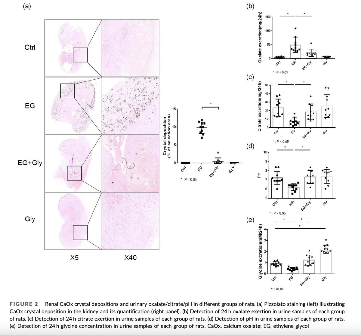 Outdoctrination's tweet photo. Glycine almost completely prevents kidney stones in experiment.

People with kidney stones have LOW glycine,

& glycine prevents kidney stones in animals by:

• Promoting citrate excretion, which binds excess calcium, preventing crystallization
• Decreasing oxalate excretion

Collagenous cuts FTW