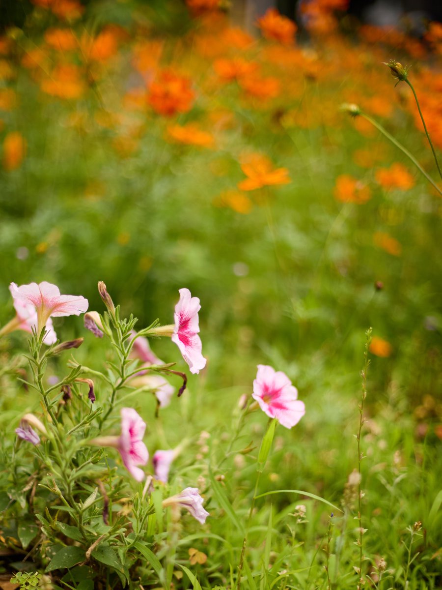 Jaylu1991's tweet photo. 軽い気持ちでcanon 6d(一眼レフ)を買って遊んでみたら、画質が予想以上に良くて、結局ミラーレスのfujifilm xt-5を手放しちゃった🤣、14年前のカメラでも全然現役で使えると驚き
#Canon eos 6d https://t.co/a0YXUQL0iX