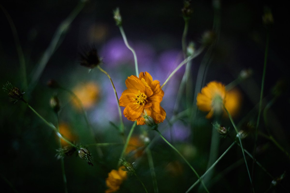 Jaylu1991's tweet photo. 軽い気持ちでcanon 6d(一眼レフ)を買って遊んでみたら、画質が予想以上に良くて、結局ミラーレスのfujifilm xt-5を手放しちゃった🤣、14年前のカメラでも全然現役で使えると驚き
#Canon eos 6d https://t.co/a0YXUQL0iX