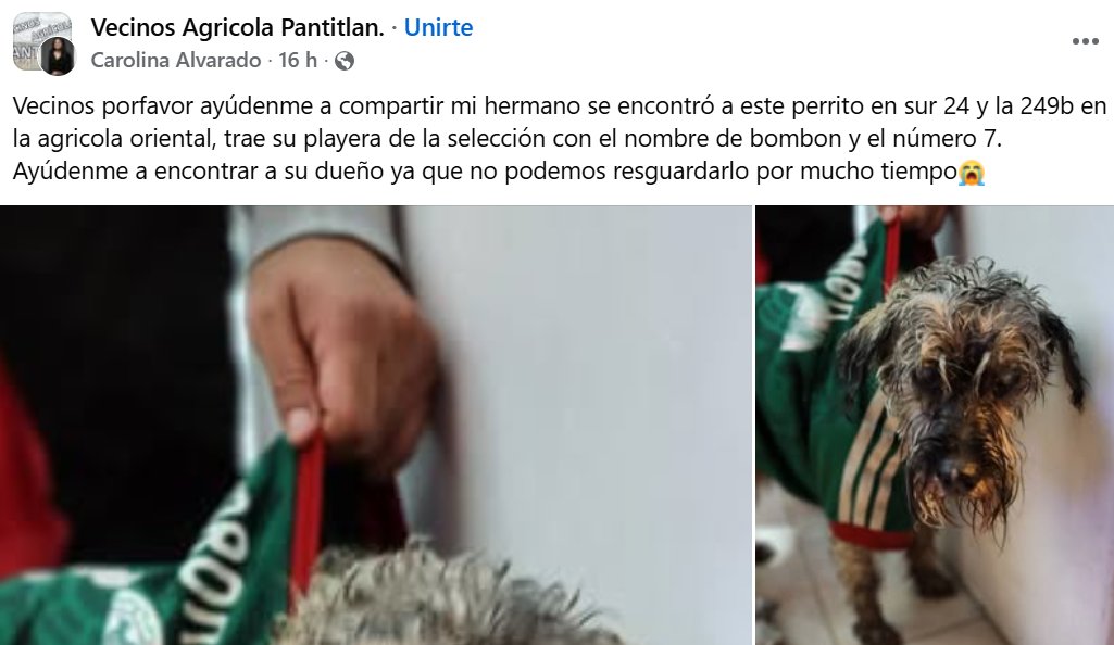 NP_ideaa's tweet photo. #BuscamosASuFamilia 🐶🇲🇽
Después del México vs Inglaterra, “Bombón” terminó solita en la calle 💔
Fue encontrada en #CDMX, entre Sur 24 de Agrícola Oriental y la calle 249 B 📍
No trae collar, pero sí una pista clave:
👕 playerita de la selección mexicana con el número 7 y su nombre
Todo indica que se perdió en medio de la emoción del partido 😞
Ayudemos a que este lomito regrese a casa 🏡🐾
📢 Comparte
La manada siempre se encuentra 💚

#LomitoSOS