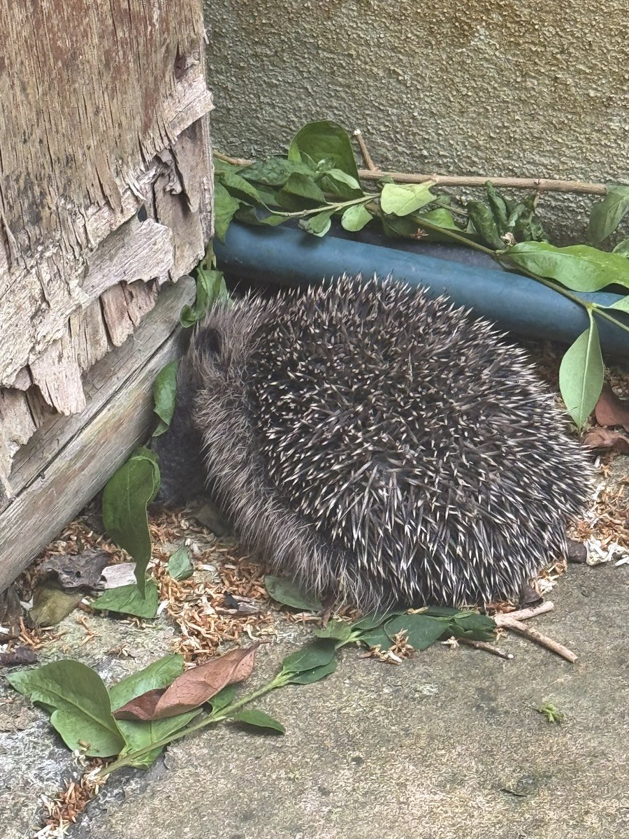softestd0m's tweet photo. this is my hedgehog johnny joestar he lowkey wandered into my garden one day and just never left https://t.co/HgNgaE55Nt